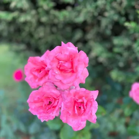 Prestige 1 Bedroom 4 People Hotel apartamentowy