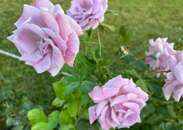 Prestige 1 Bedroom 4 People 4* Свети Влас