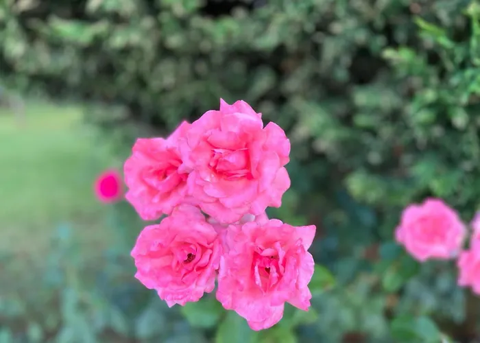 Prestige 1 Bedroom 4 People Апартхотел