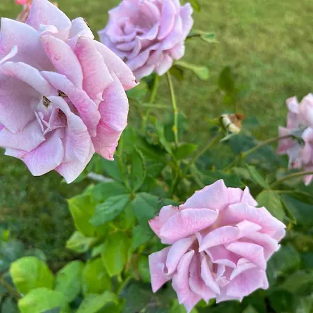 Prestige 1 Bedroom 4 People 4* 스베티 블라스